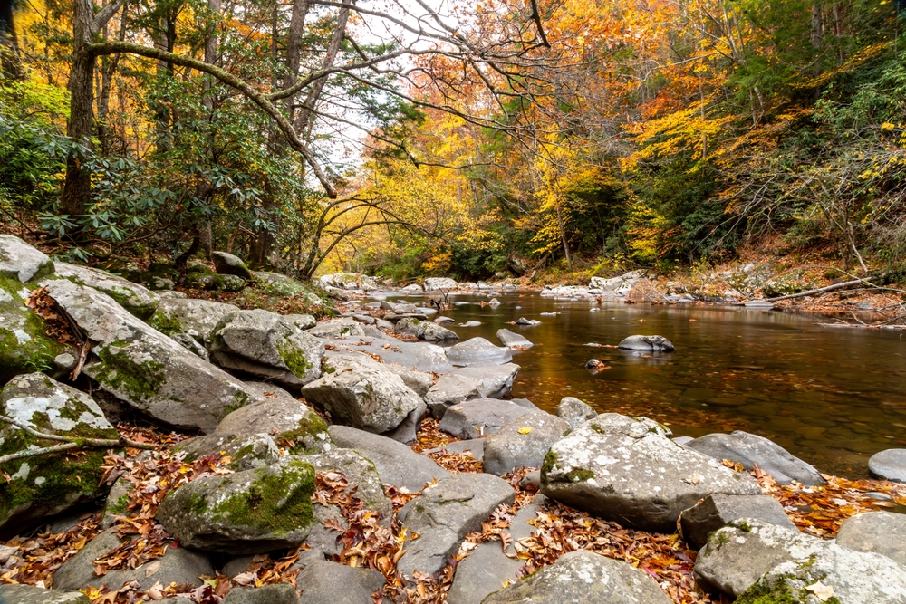 Smoky Mountain stream with fall foliage on either side