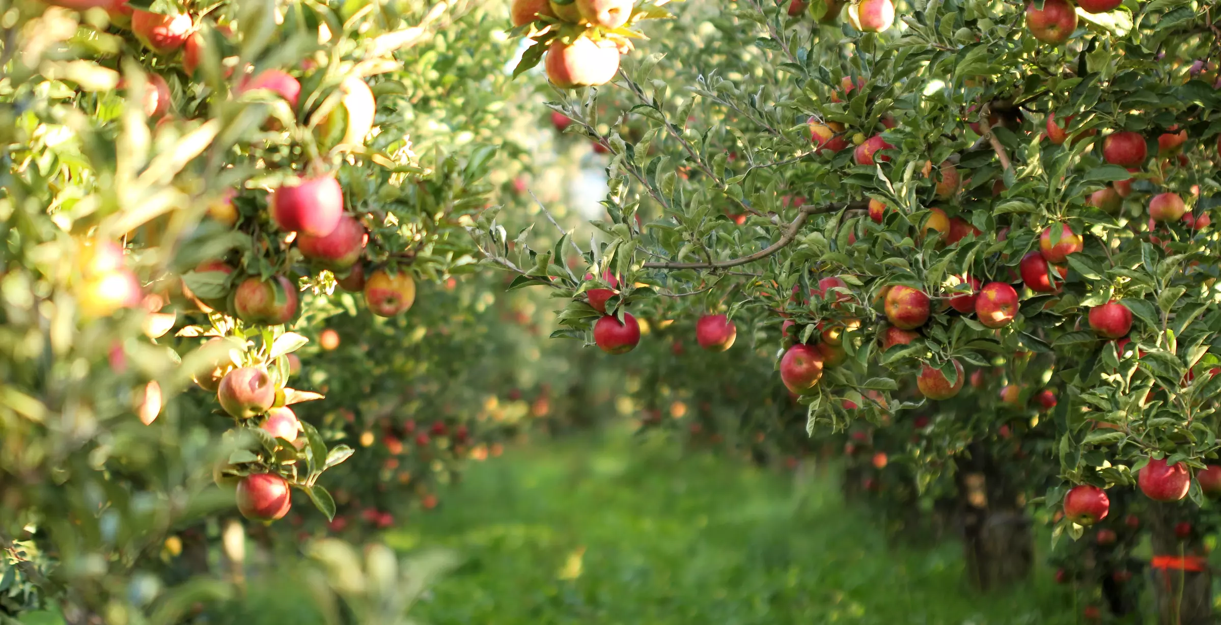 apple orchard