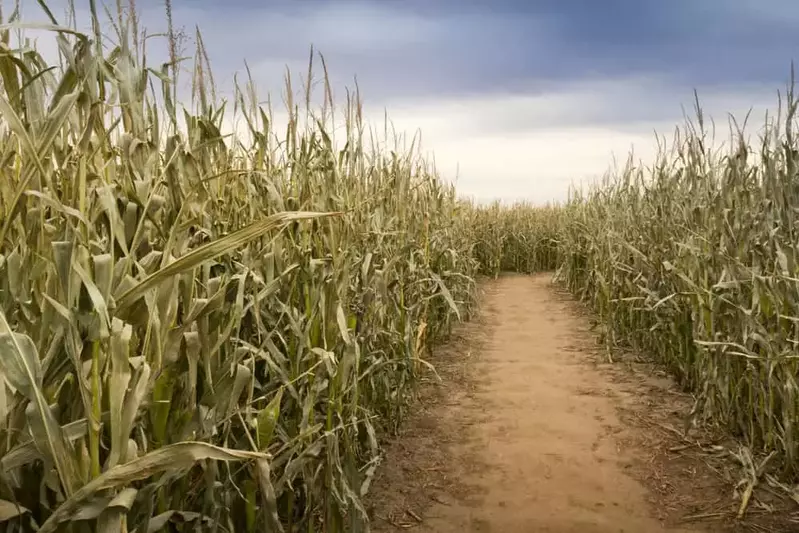 corn maze