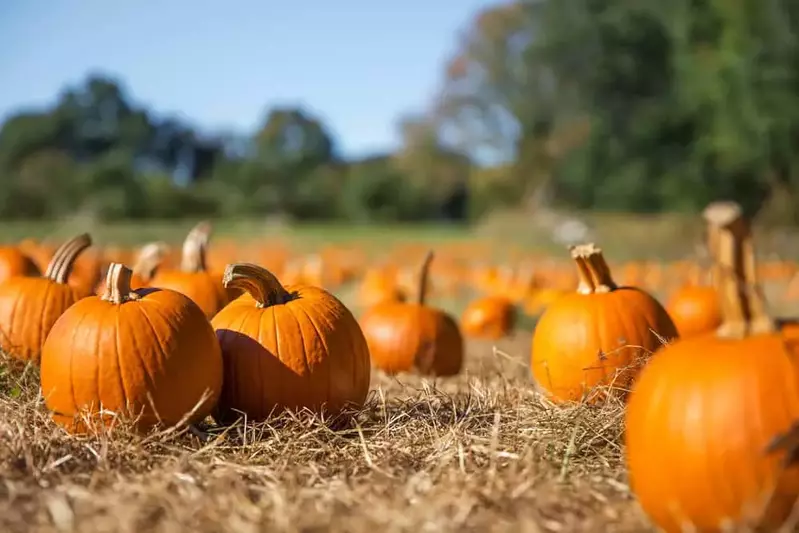 pumpkin patch in the Smokies