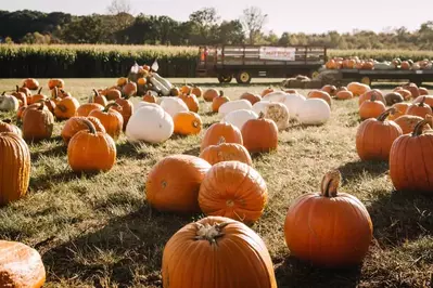 pumpkin patch and hayride in the distance at Kyker Farms