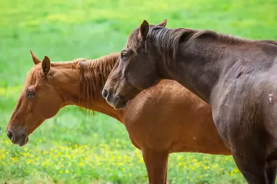 brown horses