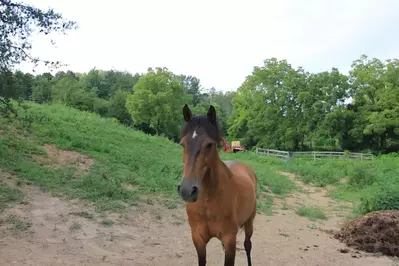 horse on a trail