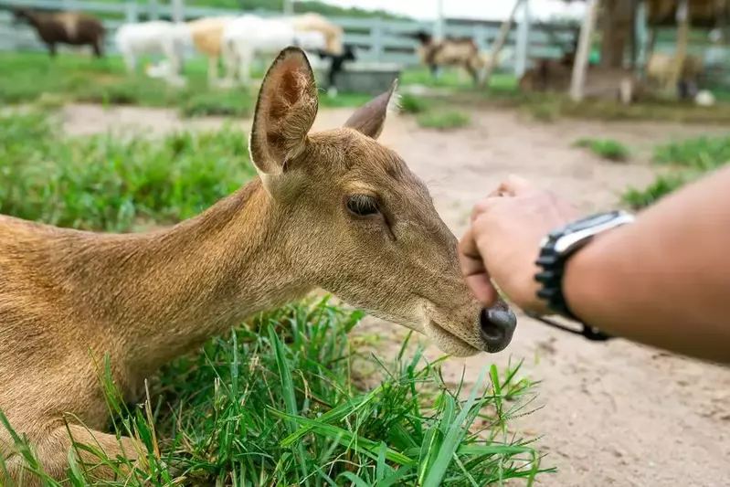 person petting a deer