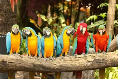 macaw birds sitting on perch