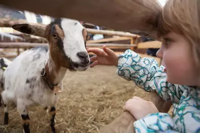 goat at the petting zoo